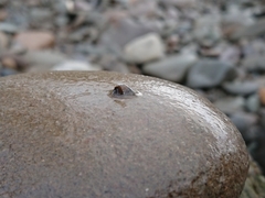 Ancylus fluviatilis