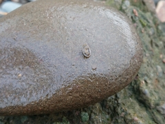 Ancylus fluviatilis