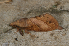 Lajonquierea derunoides