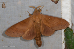 Kunugia austroplacida