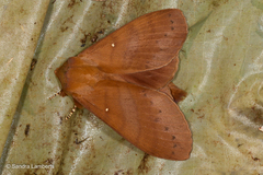 Kunugia austroplacida