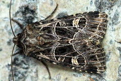 Sideridis reticulata