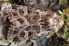 Sideridis reticulata