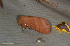 Kunugia austroplacida