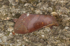 Kunugia latipennis