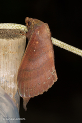 Kunugia latipennis