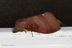 Kunugia latipennis