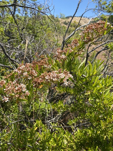 iNaturalist observation photo of Narrowleaf Firethorn
