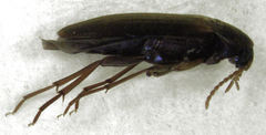 Axylita