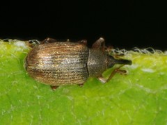 Acalyptus carpini