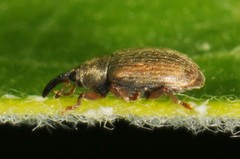 Acalyptus carpini