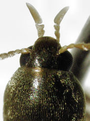Axylita