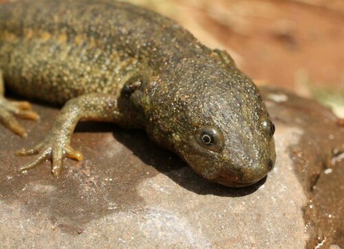 Iberian Ribbed Newt, Sáfí, Maroko, photo 8 of 10