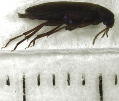 Axylita