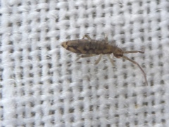 Entomobrya intermedia