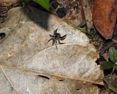 Kalcerrytus