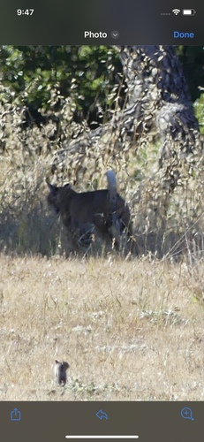iNaturalist observation photo of Bobcat