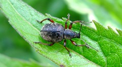 Dodecastichus geniculatus