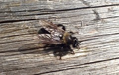 Laphria ephippium