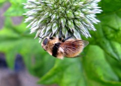 Cephenemyia stimulator