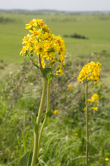 Ligularia glauca