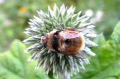 Cephenemyia stimulator