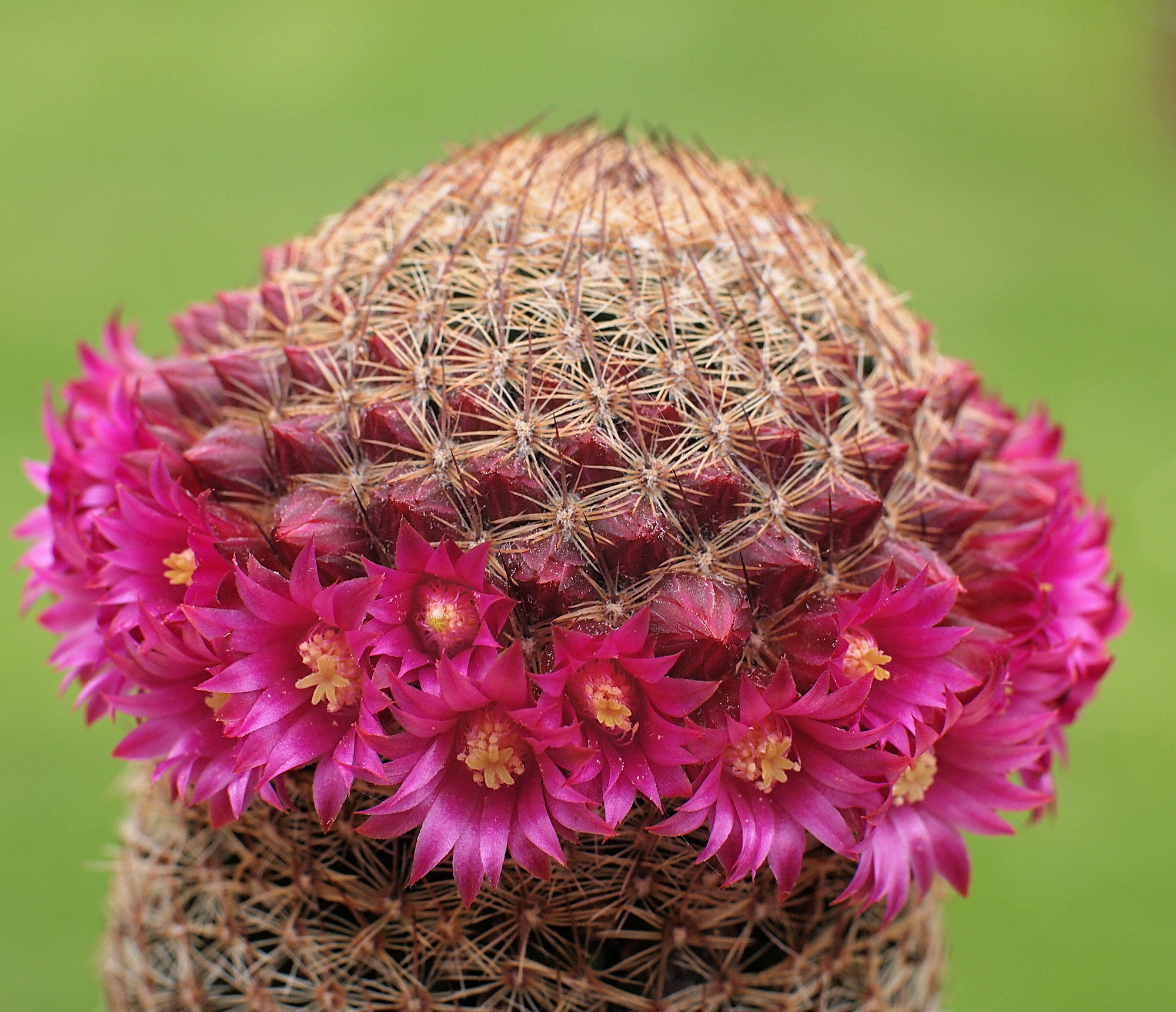 Mammillaria matudae