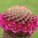 Mammillaria matudae - Photo (c) Dornenwolf, μερικά δικαιώματα διατηρούνται (CC BY)
