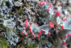 Cladonia borealis