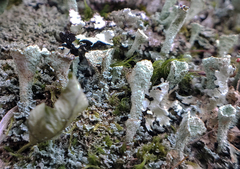 Cladonia borealis