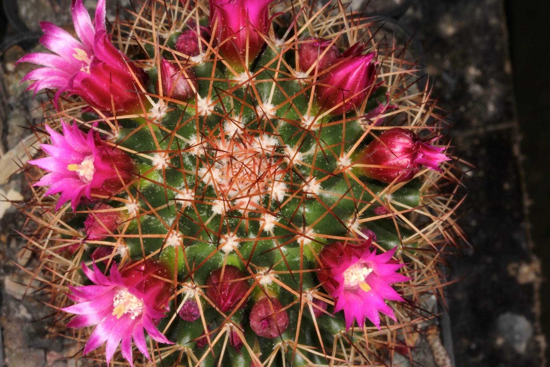 Mammillaria backebergiana ssp. ernestii