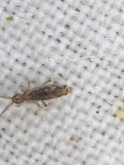 Entomobrya intermedia