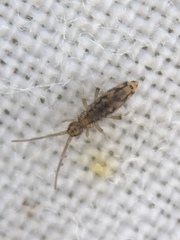 Entomobrya intermedia