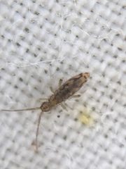 Entomobrya intermedia