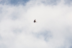 Falco cenchroides cenchroides