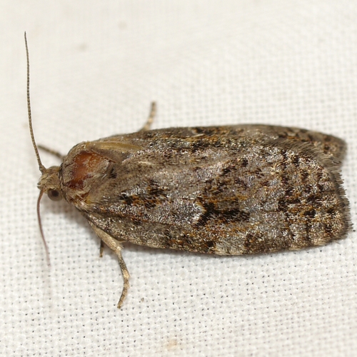 Spruce Budworm Moth photo 5