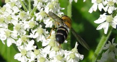 Leucozona glaucia
