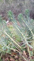 Euphorbia rigida
