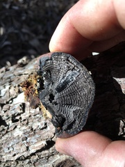 Daldinia concentrica image