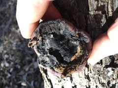 Daldinia concentrica image