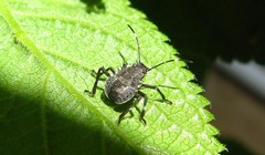 Halyomorpha halys