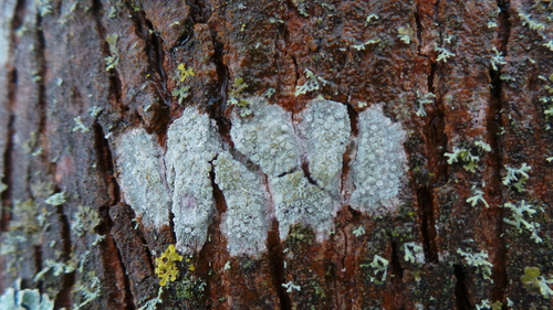 Kampuotoji lekanora nuotrauka