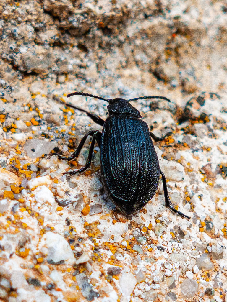 Galeruca corsica