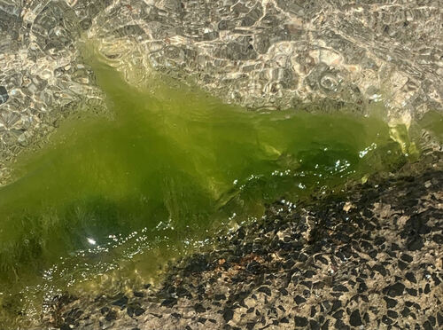 Ulva flexuosa observed 2023-06-30