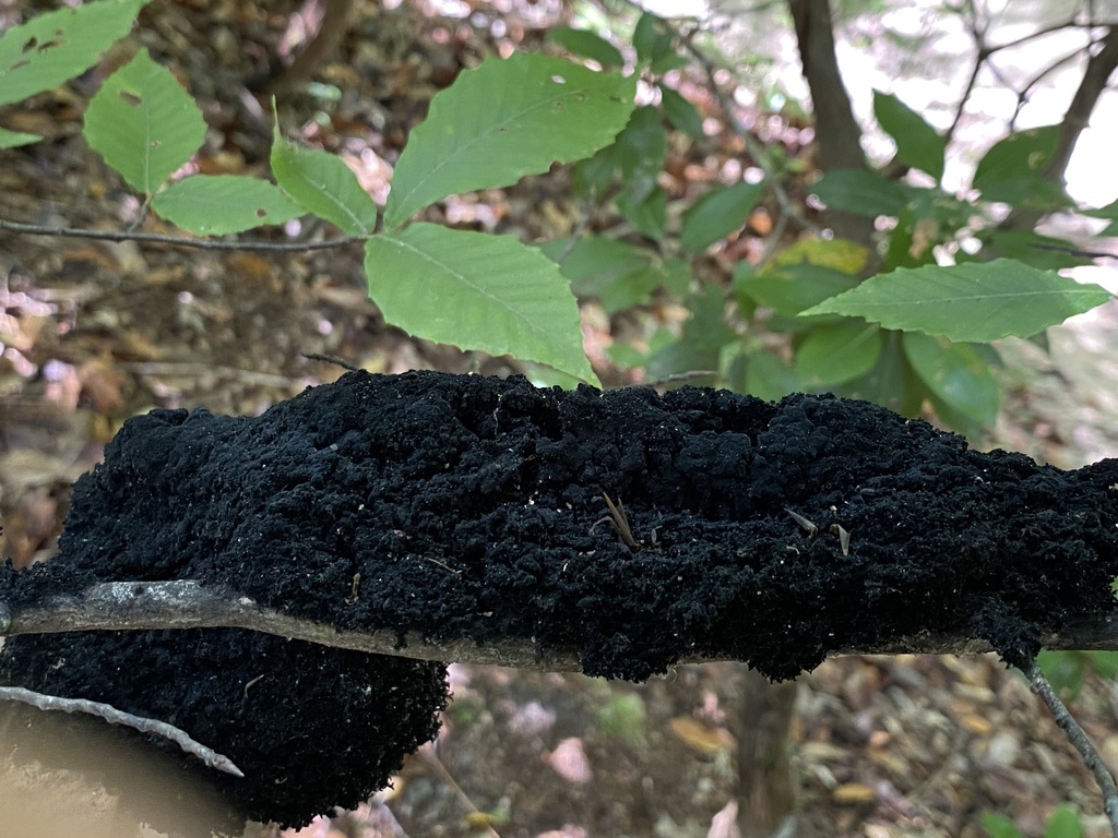 Honeydew Eater in June 2023 by jim · iNaturalist