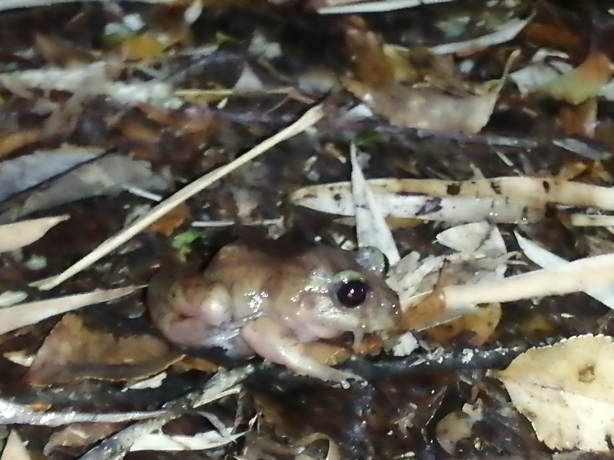 Eupsophus emiliopugini Formas, 1989