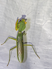 Rhombodera