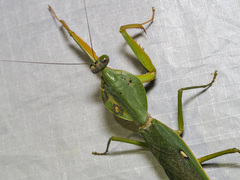 Rhombodera