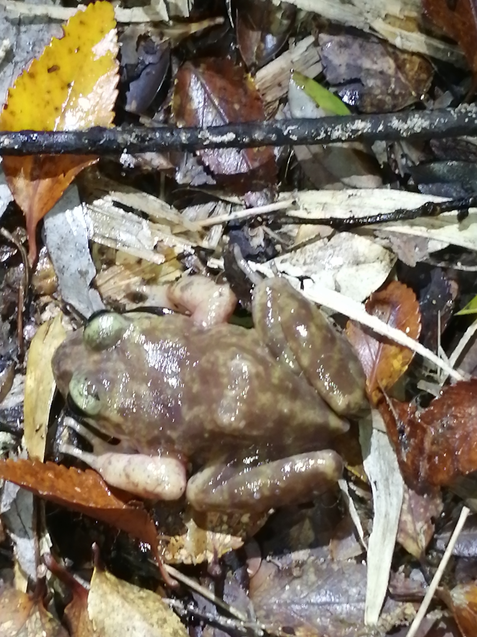 Eupsophus emiliopugini Formas, 1989