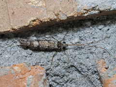 Stenopsychidae